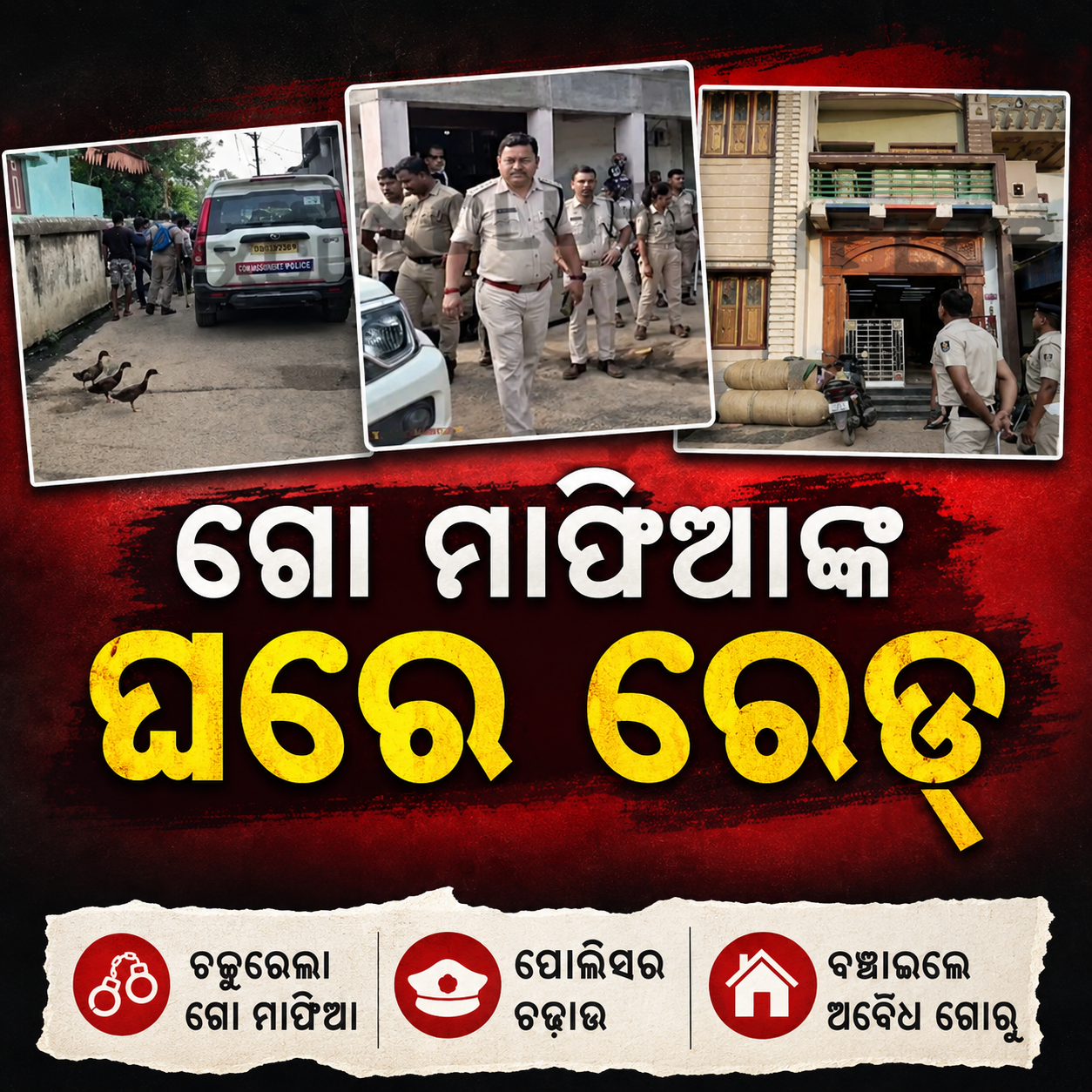 ଗୋମାଫିଆଙ୍କୁ ନିସ୍ତାର ନାହିଁ : ବାଲେଶ୍ୱର ଓ ମୟୁରଭଞ୍ଜରେ ବଡ଼ ଧରଣର ଚଢ଼ାଉ